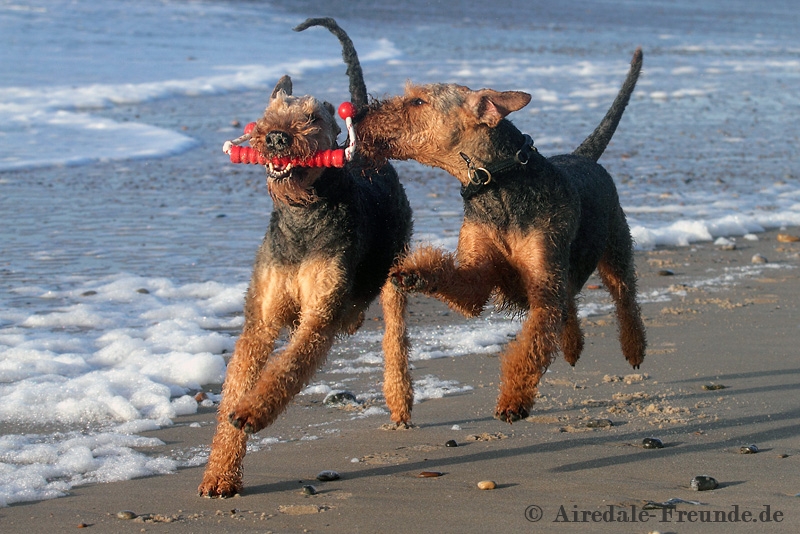 Airedale 2