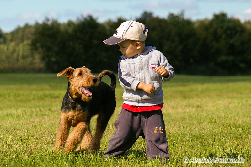 Airedale 4