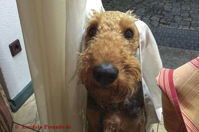 Airedale 5