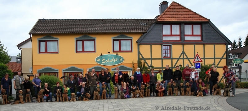 Airedale 6