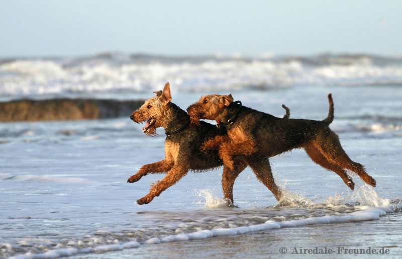 Airedale 7